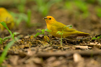 Saffron Finch