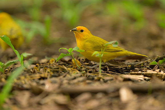 Saffron Finch