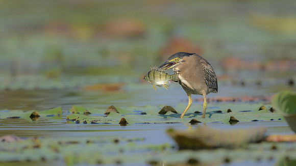 Striated Heron