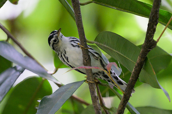 Black-and-white Warbler