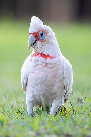 Long-billed Corella
