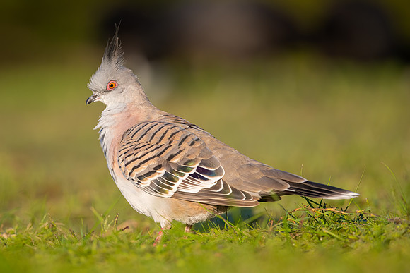 Crested Pigeon