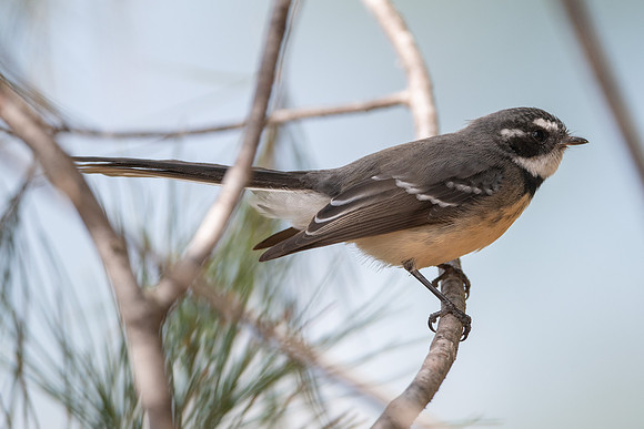 Gray Fantail
