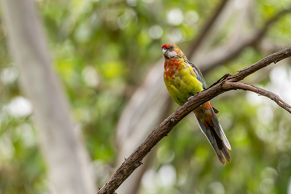 Eastern Rosella