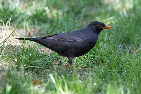 Common Blackbird