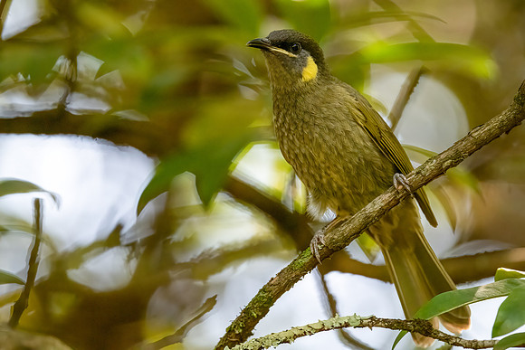 Lewin's Honeyeater