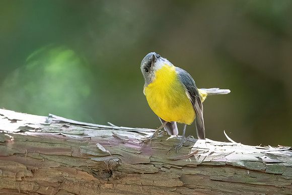 Eastern Yellow Robin