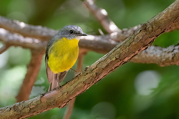 Eastern Yellow Robin