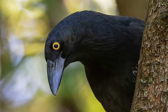 Pied Currawong