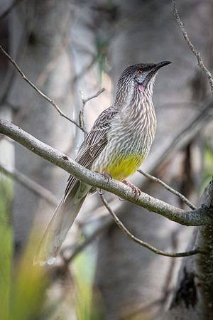 Red Wattlebird