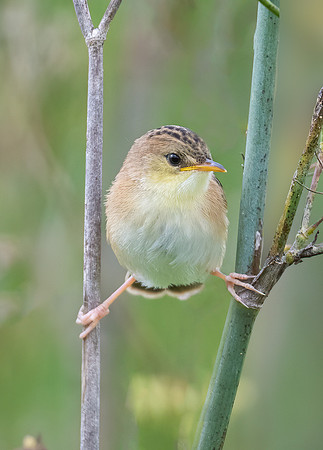 Golden-headed Cisticola