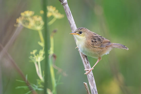 Golden-headed Cisticola