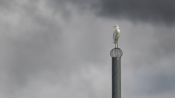 Great Egret
