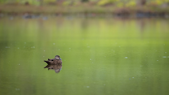 Chestnut Teal