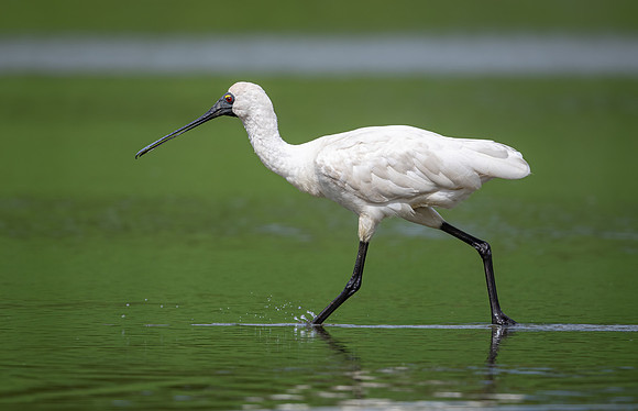 Royal Spoonbill