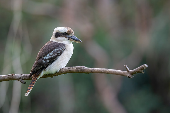 Laughing Kookaburra