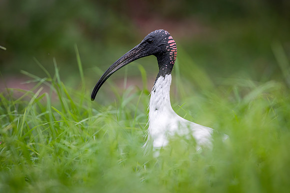 Australian White Ibis