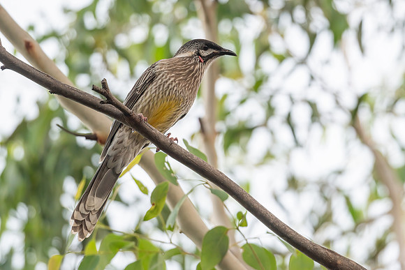 Red Wattlebird