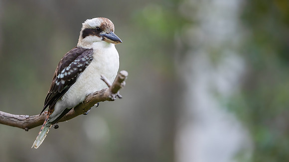 Laughing Kookaburra