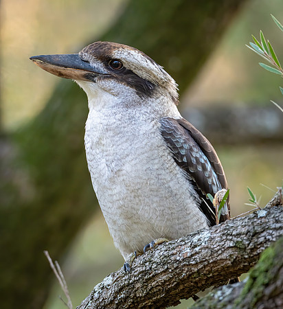 Laughing Kookaburra