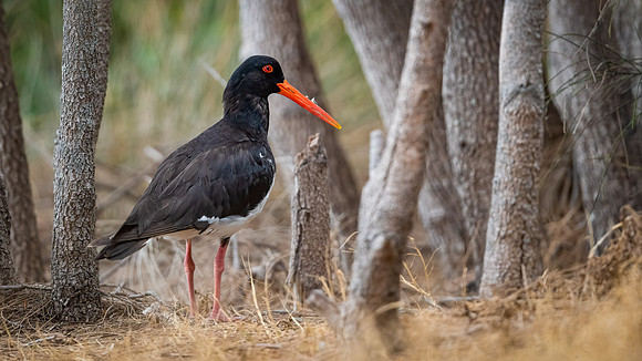 Australian Pied Oystercatcher