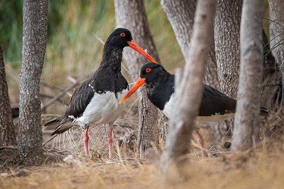 Australian Pied Oystercatcher