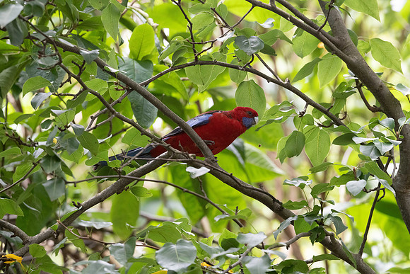 Crimson Rosella