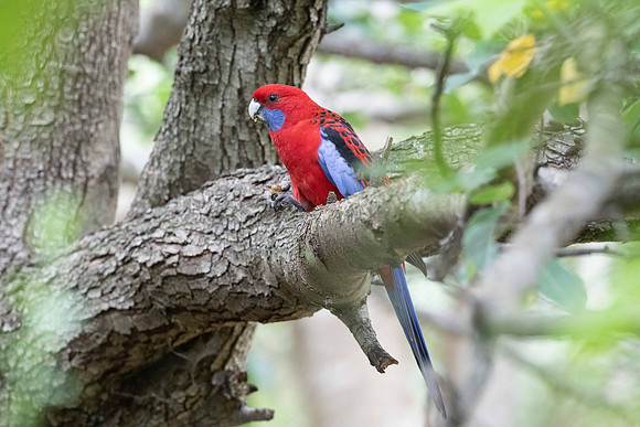 Crimson Rosella