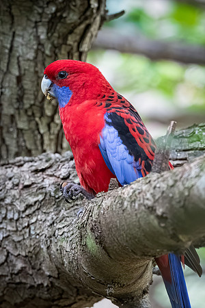 Crimson Rosella