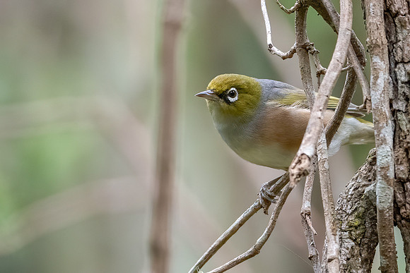 Silvereye