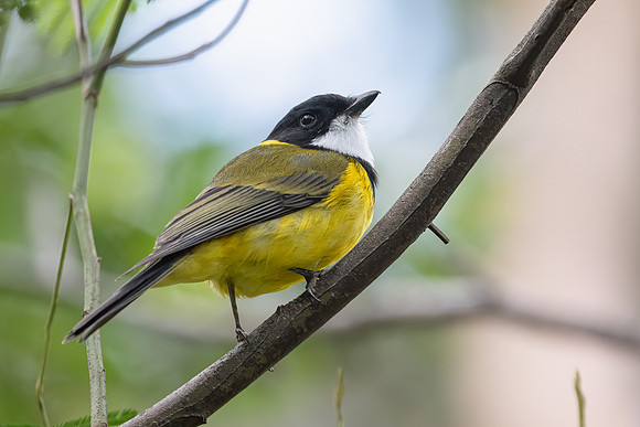 Golden Whistler