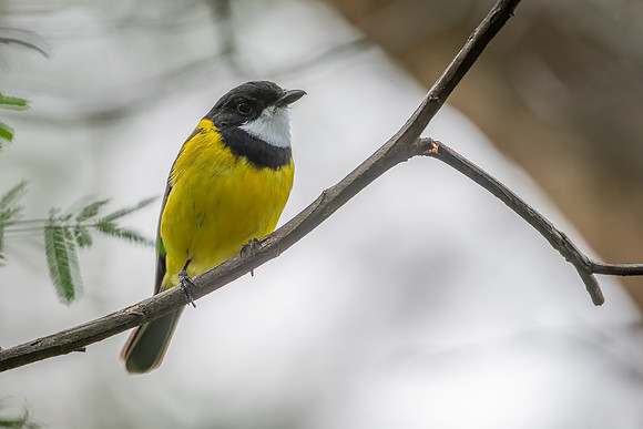 Golden Whistler