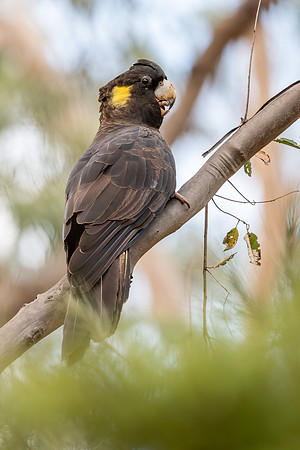 Yellow-tailed Black Cockatoo