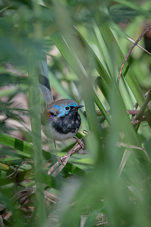 Variegated Fairywren