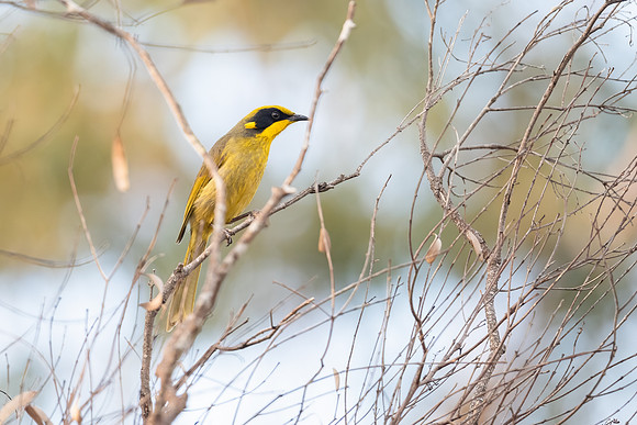 Yellow-tufted Honeyeater