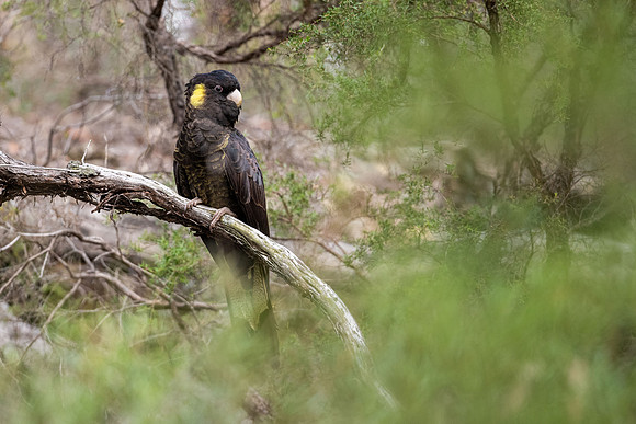 Yellow-tailed Black Cockatoo