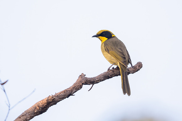 Yellow-tufted Honeyeater