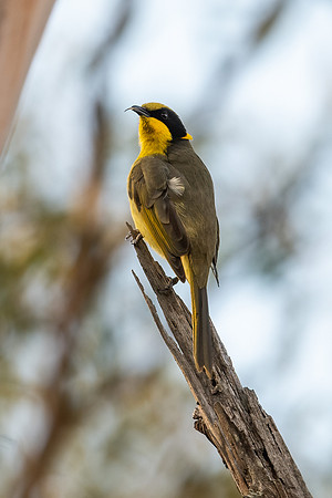 Yellow-tufted Honeyeater