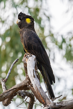 Yellow-tailed Black Cockatoo