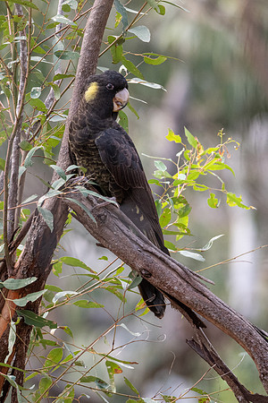 Yellow-tailed Black Cockatoo