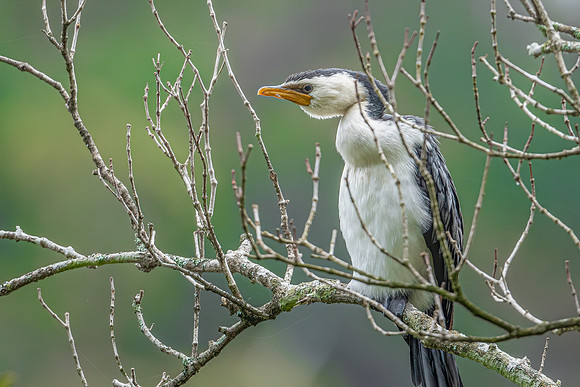Little Pied Cormorant