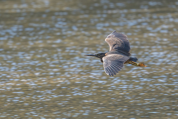 Striated Heron