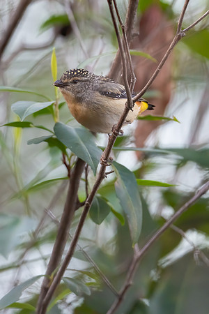 Spotted Pardolote