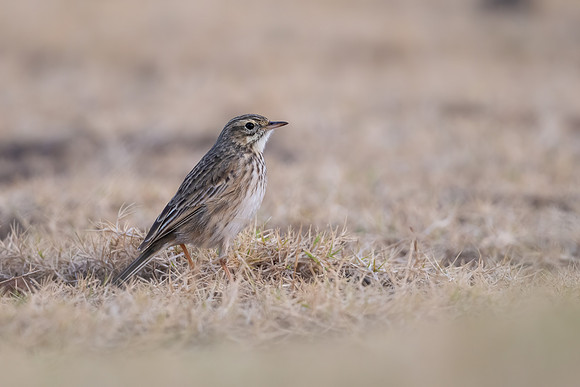 Australian Pipit