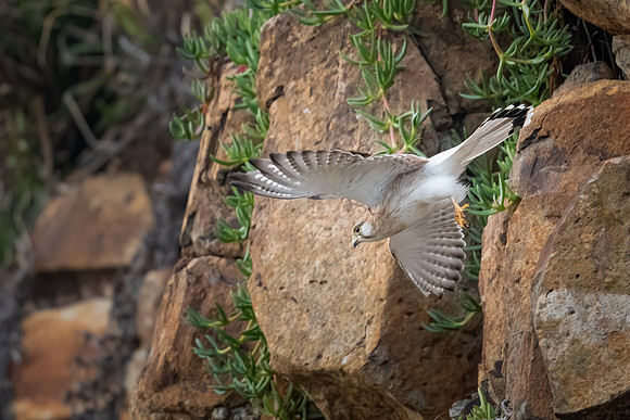 Nankeen Kestrel