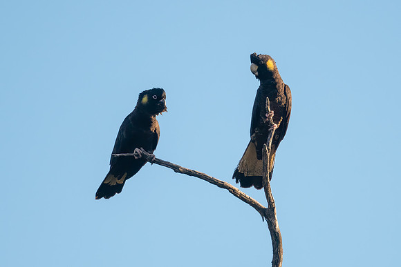 Yellow-tailed Black Cockatoo