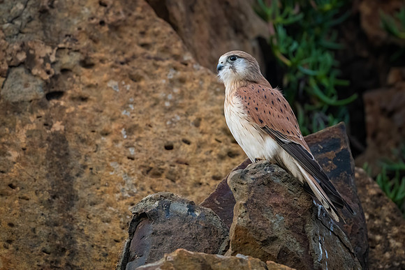 Nankeen Kestrel