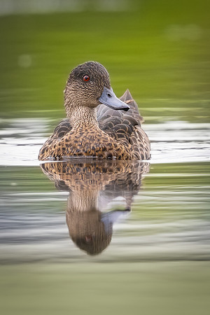 Chestnut Teal