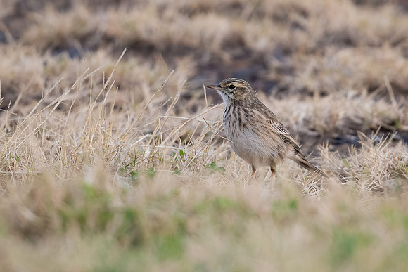 Australian Pipit