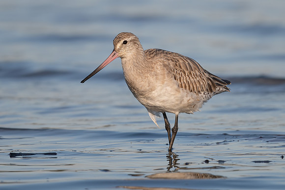 Bar-tailed Godwit